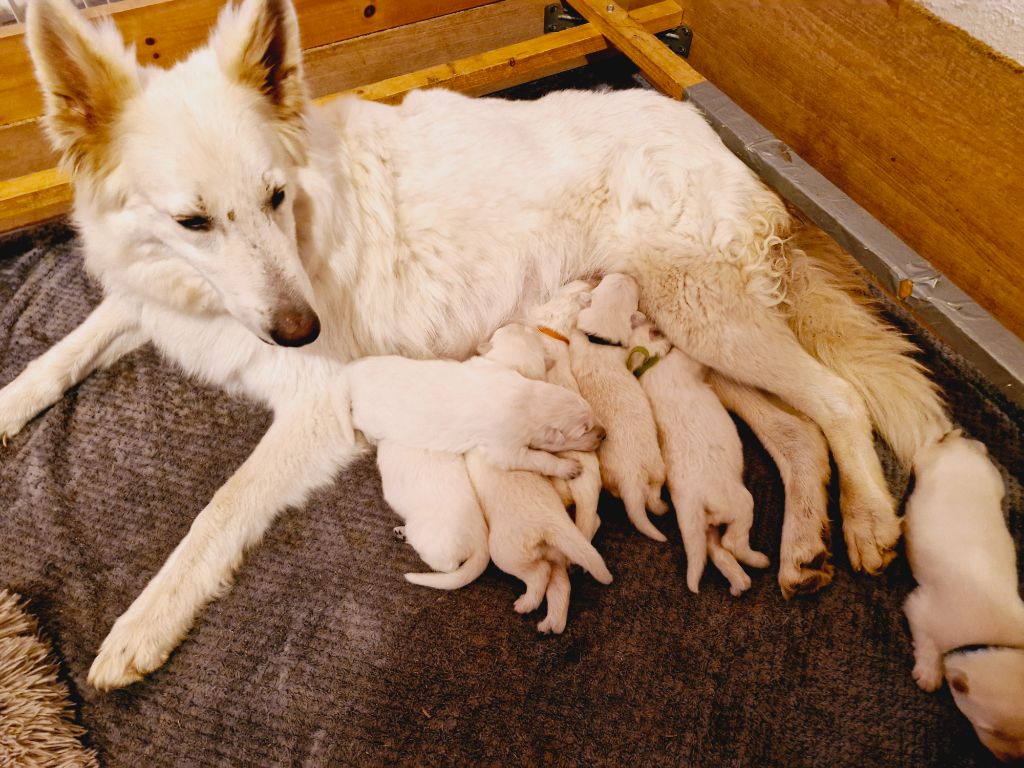 De La Rectouresse - Berger Blanc Suisse - Portée née le 17/05/2024