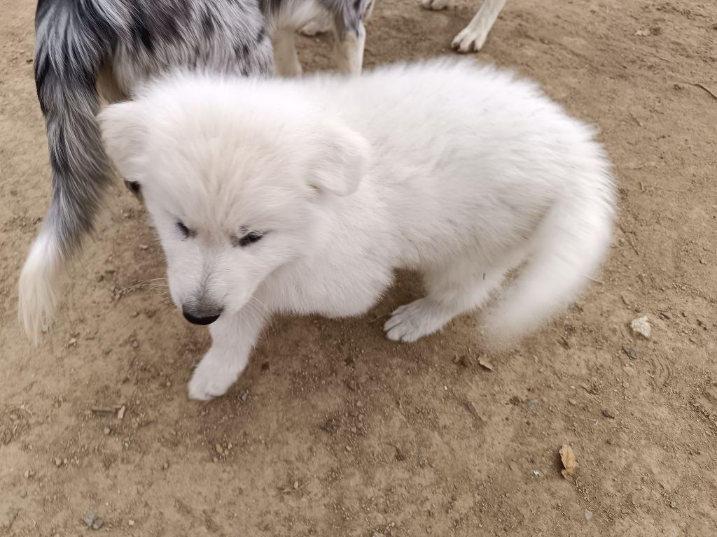 De La Rectouresse - Berger Blanc Suisse - Portée née le 08/11/2023