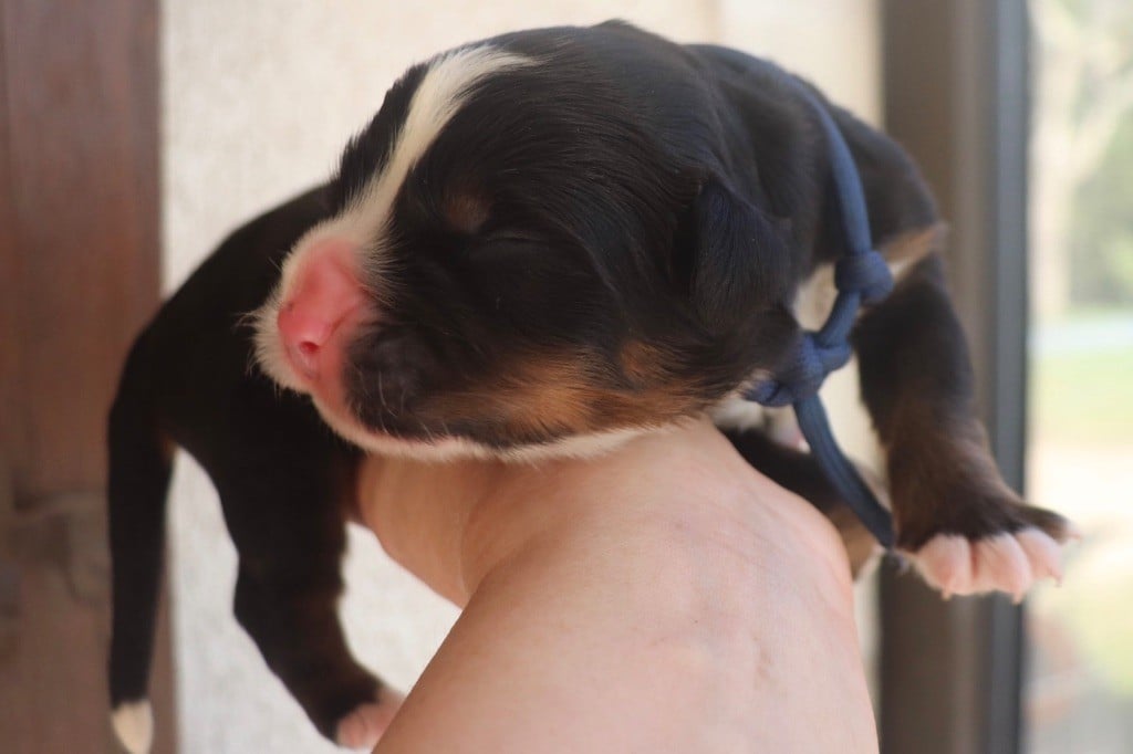 Du Verger Des Beaurepaires - Chiots disponibles - Bouvier Bernois