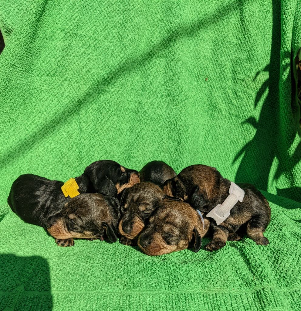 Des Plaines Du Valhalla - Naissance des petits teckelou 