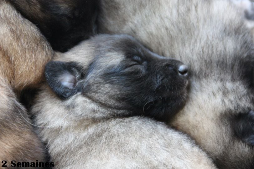 Chiots Tervueren nés le 4 Octobre 2018