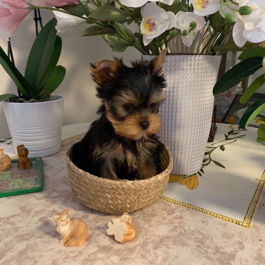 Very Castel D'Argent - Chiots disponibles - Yorkshire Terrier