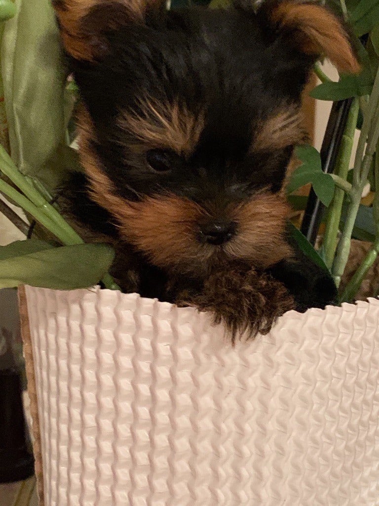 Very Castel D'Argent - Chiots disponibles - Yorkshire Terrier