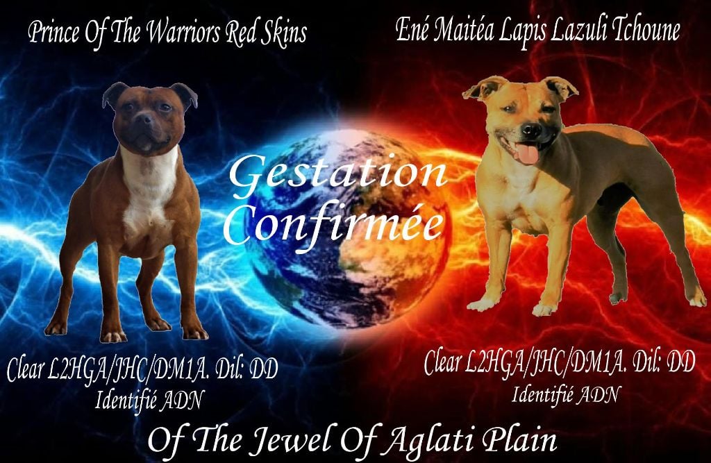 Of The Jewel Of Aglati Plain - Gestation confirmée