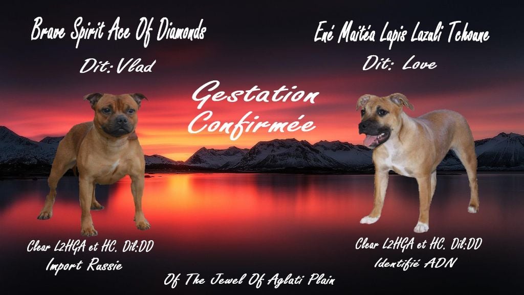 Of The Jewel Of Aglati Plain - Gestation confirmée.