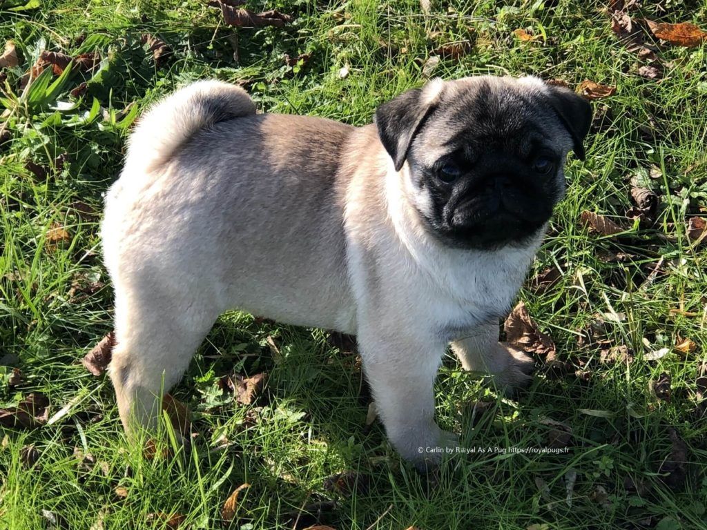 Royal As A Pug - PRINCE-OF-BEL-AIR "POPEYE" dans sa nouvelle famille