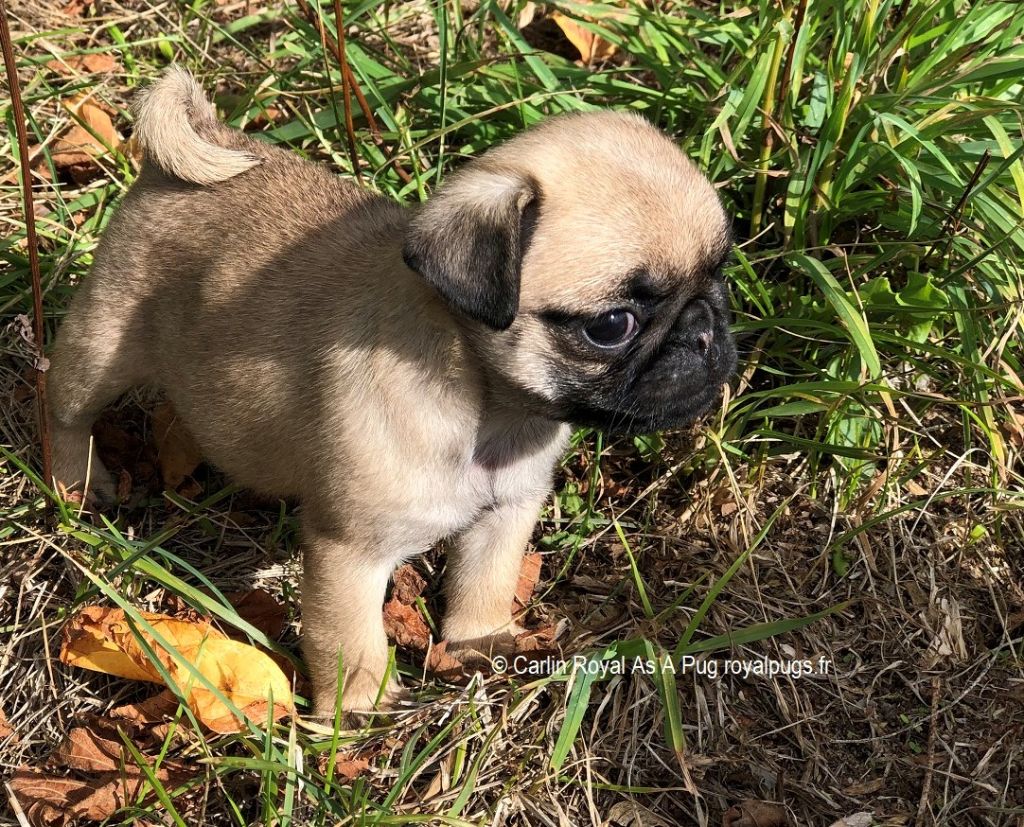 Royal As A Pug - Chiots disponibles - Carlin