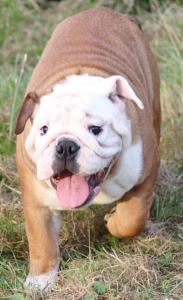 Colossus Rustic Bull's - Chiots disponibles - Bulldog Anglais