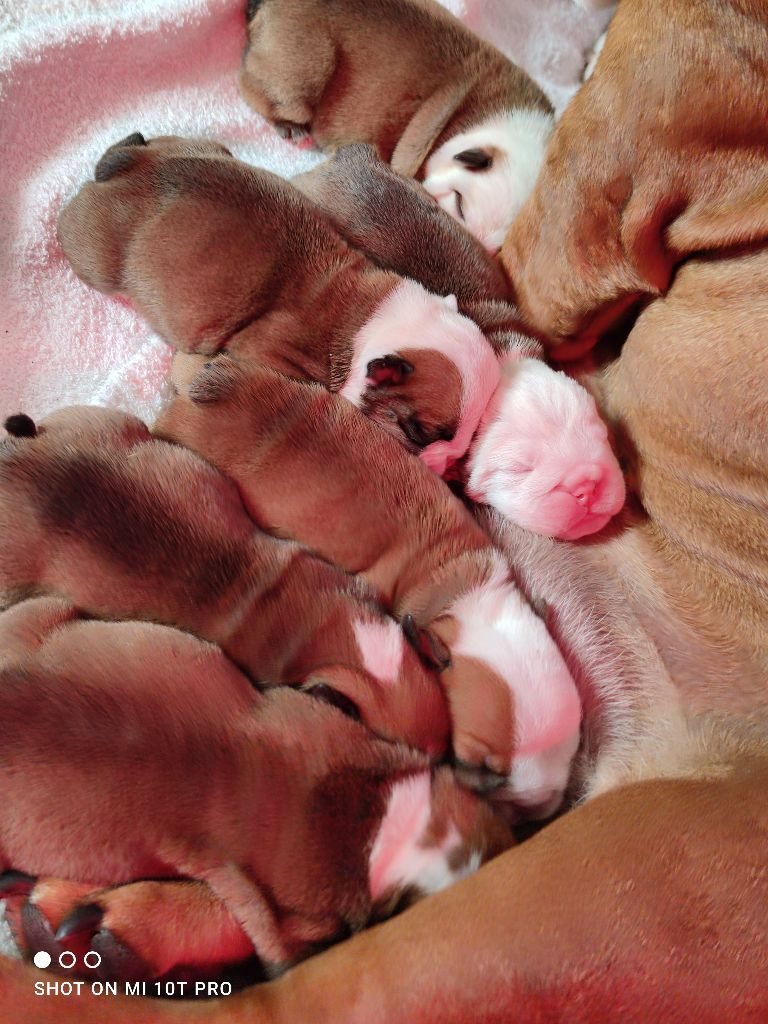 Chiot Bulldog Anglais Colossus Rustic Bull's