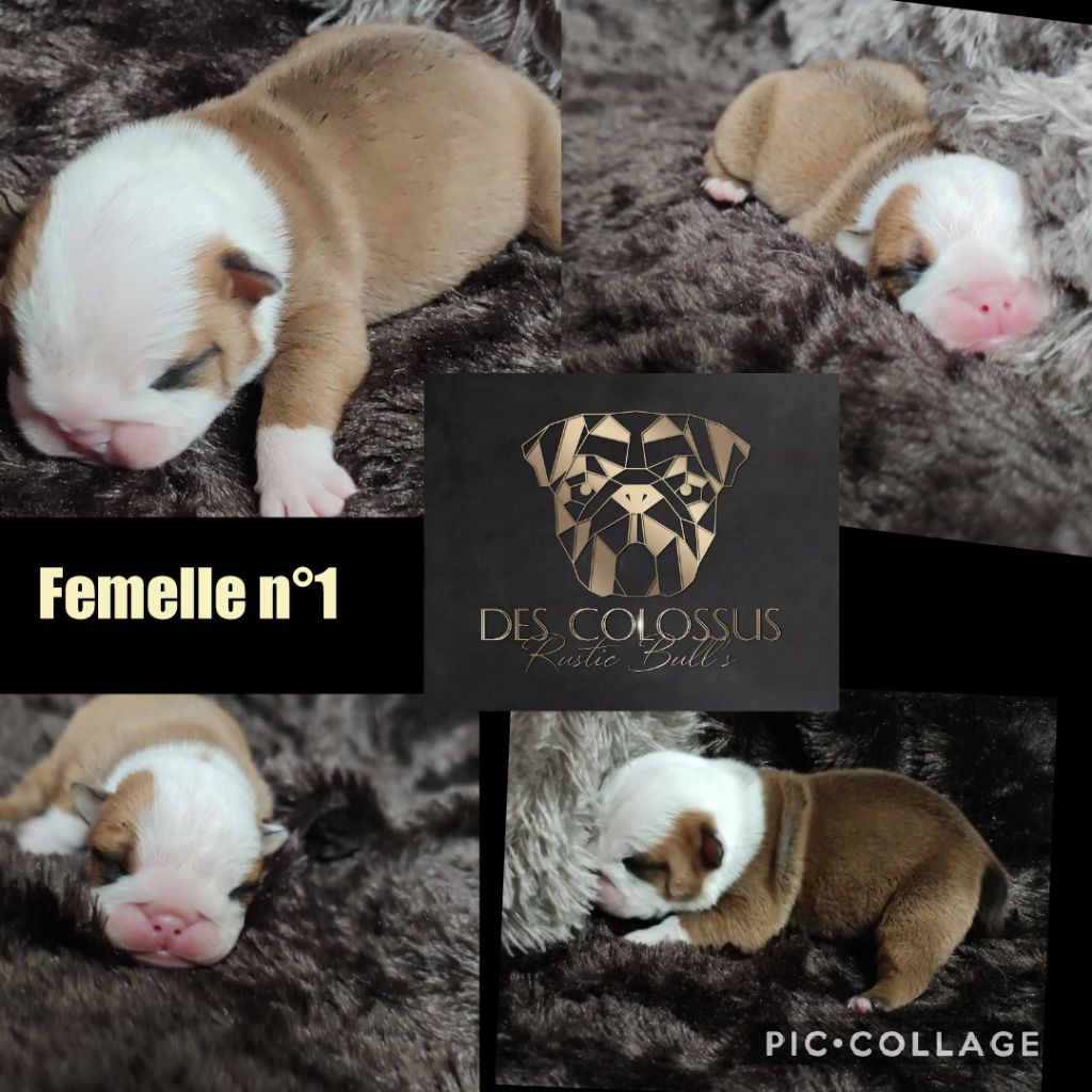 Colossus Rustic Bull's - Chiots disponibles - Bulldog Anglais