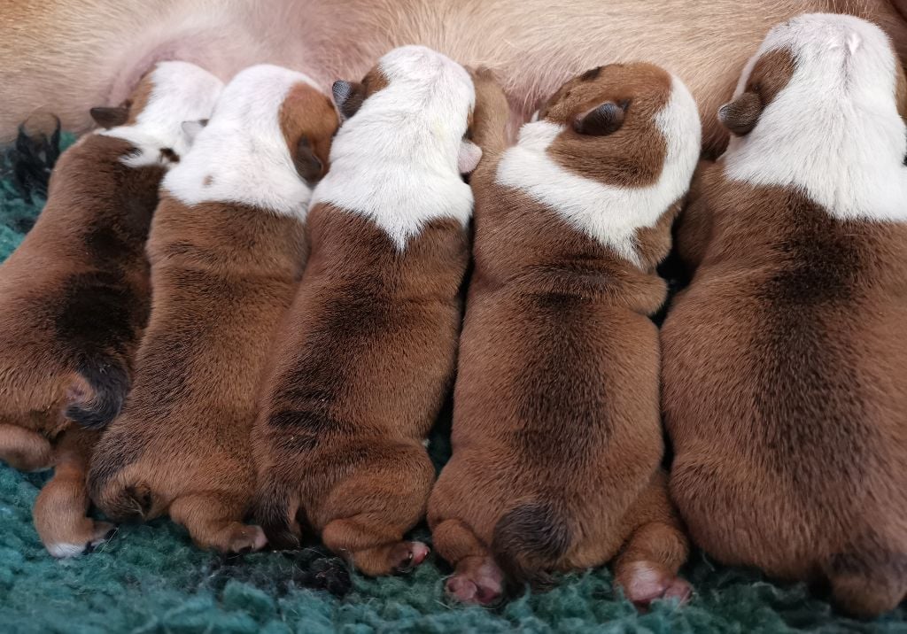 Chiot Bulldog Anglais Colossus Rustic Bull's