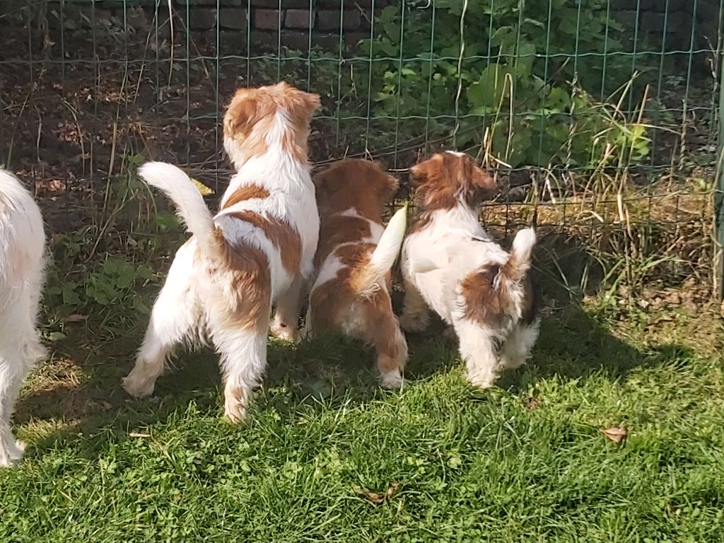 Nouveau chiots de Vixenview  Samsung x Cleevehill Obsession