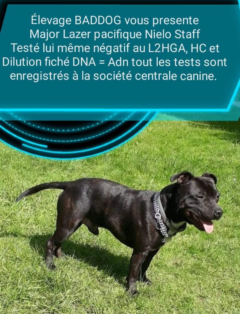 Tommy Jumel - Disponible pour Saillie Staffordshire Bull Terrier ( STAFFIE) 