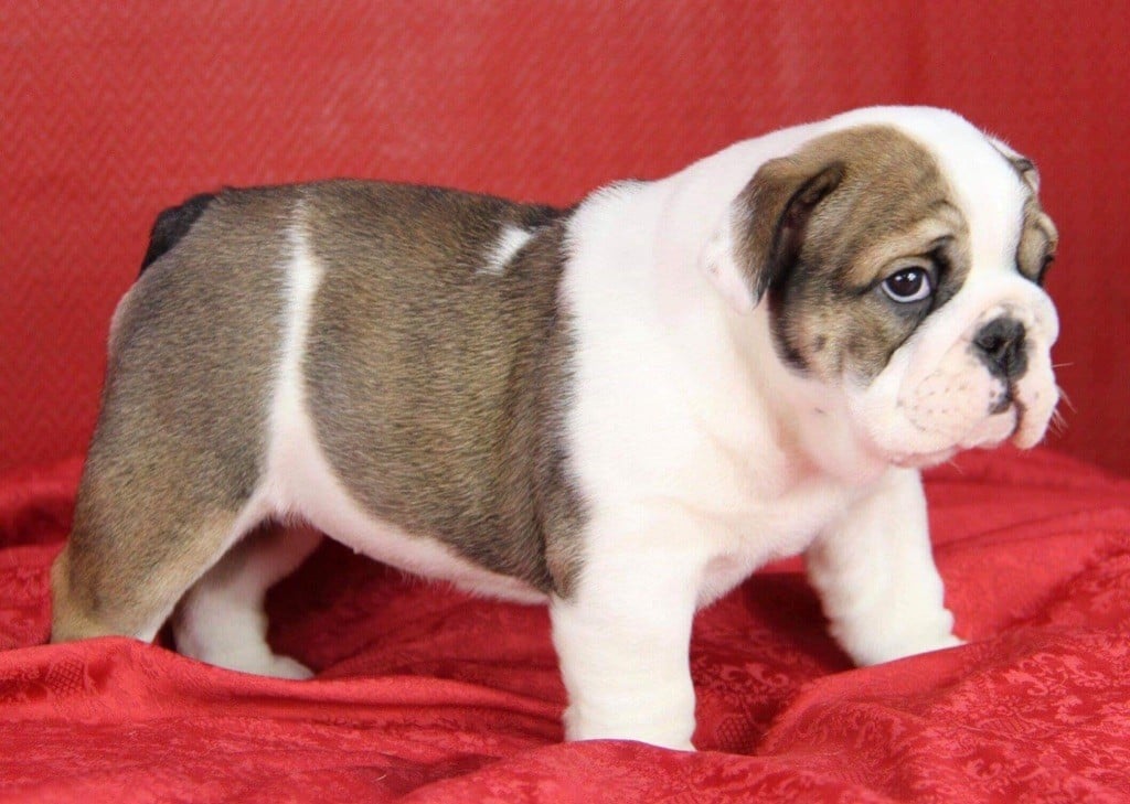 Du Domaine D’Yvandeau - Chiots disponibles - Bulldog Anglais