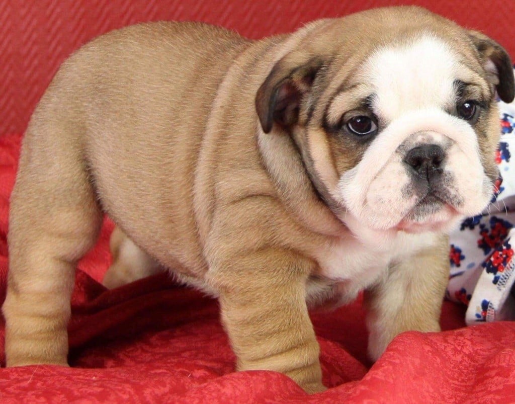 Du Domaine D’Yvandeau - Chiots disponibles - Bulldog Anglais