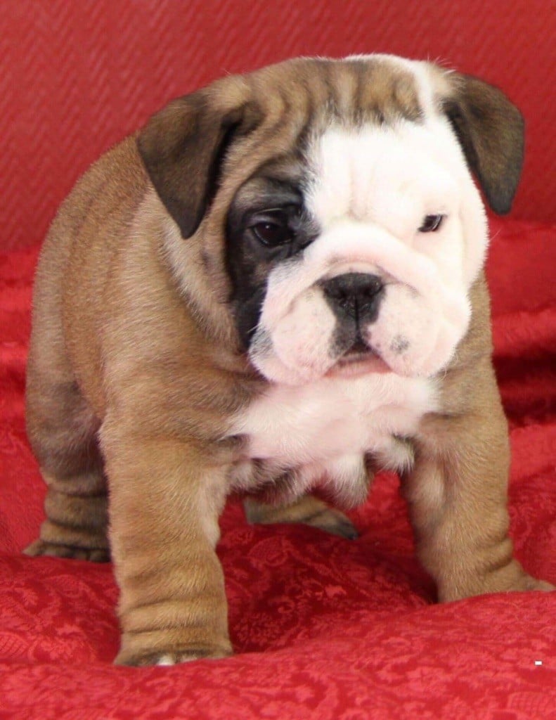 Du Domaine D’Yvandeau - Chiots disponibles - Bulldog Anglais