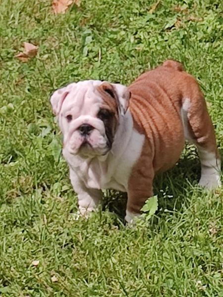 Du Domaine D’Yvandeau - Chiots disponibles - Bulldog Anglais