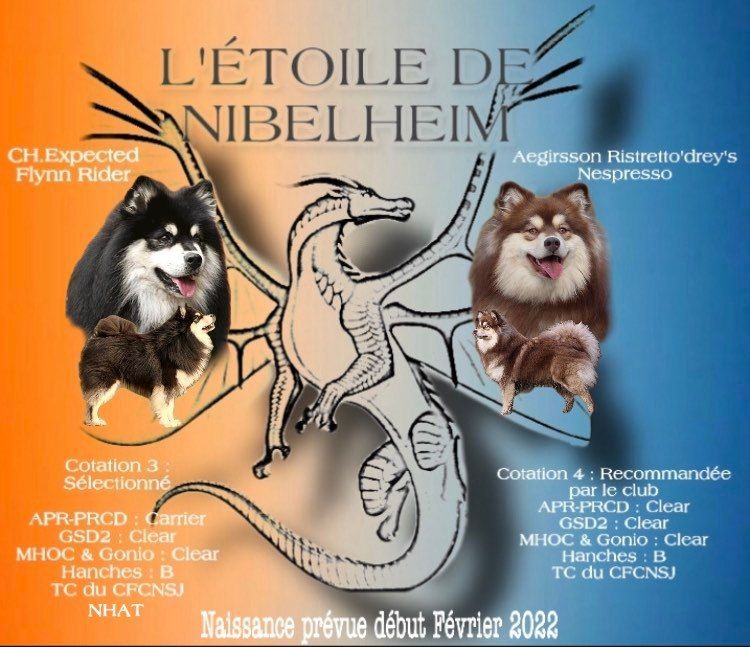 De L'Etoile De Nibelheim - Portée de 2022 en préparation !