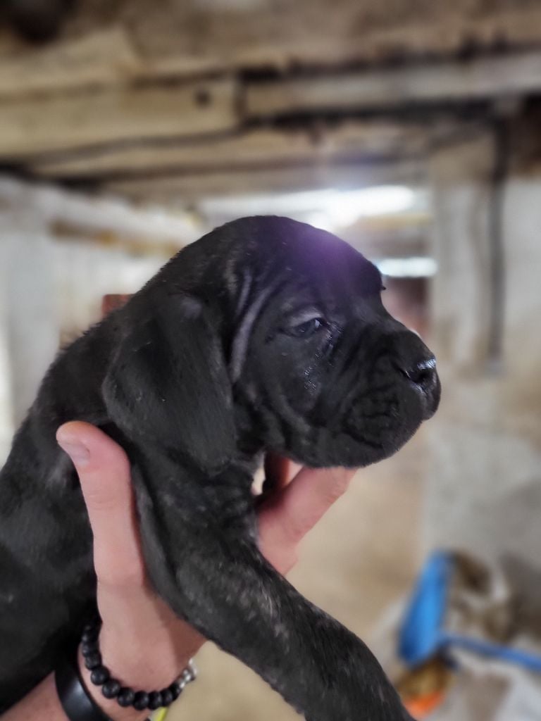 du Domaine d'Eslac - Chiots disponibles - Cane Corso