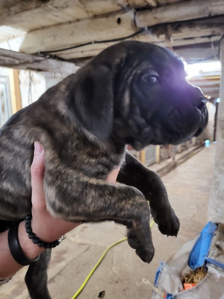 du Domaine d'Eslac - Chiots disponibles - Cane Corso