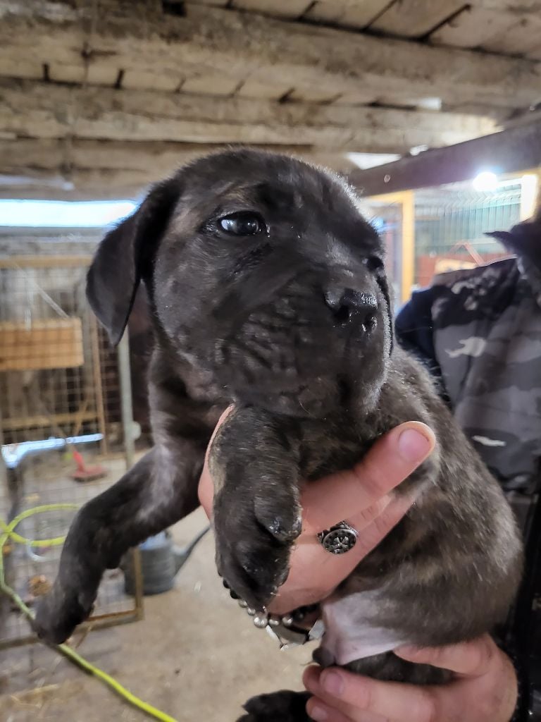 du Domaine d'Eslac - Chiots disponibles - Cane Corso