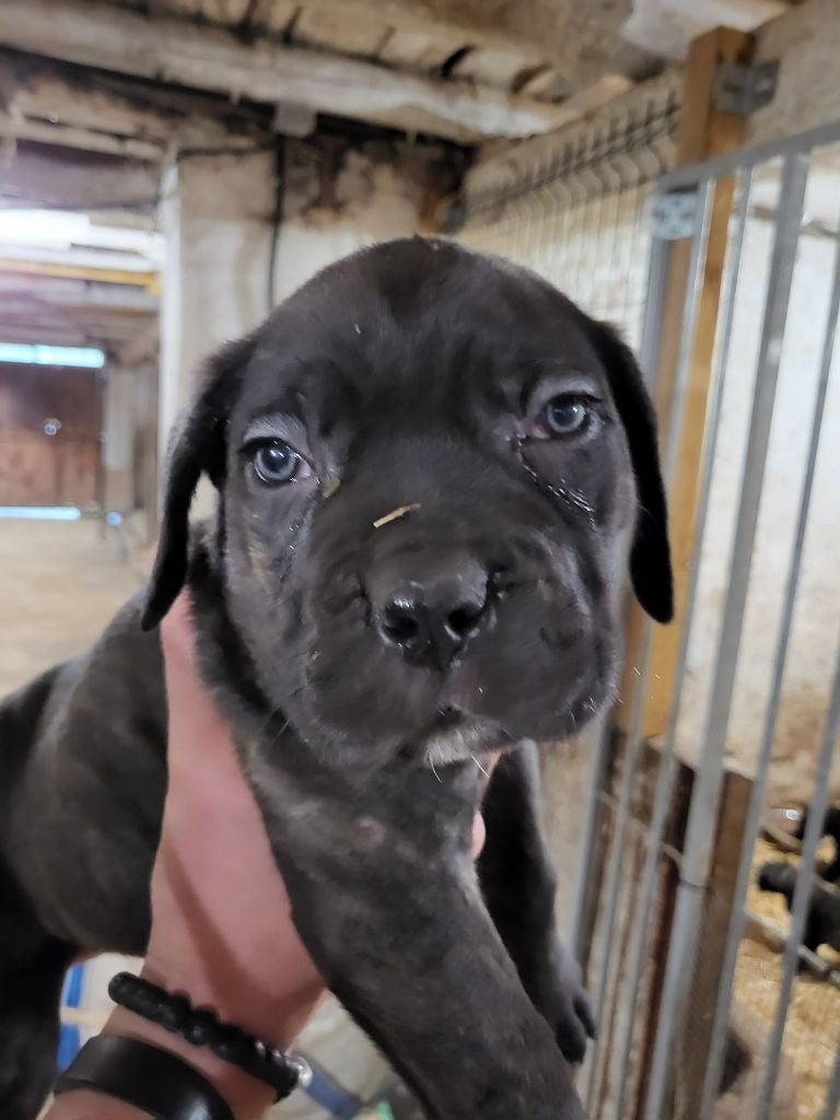 du Domaine d'Eslac - Chiots disponibles - Cane Corso