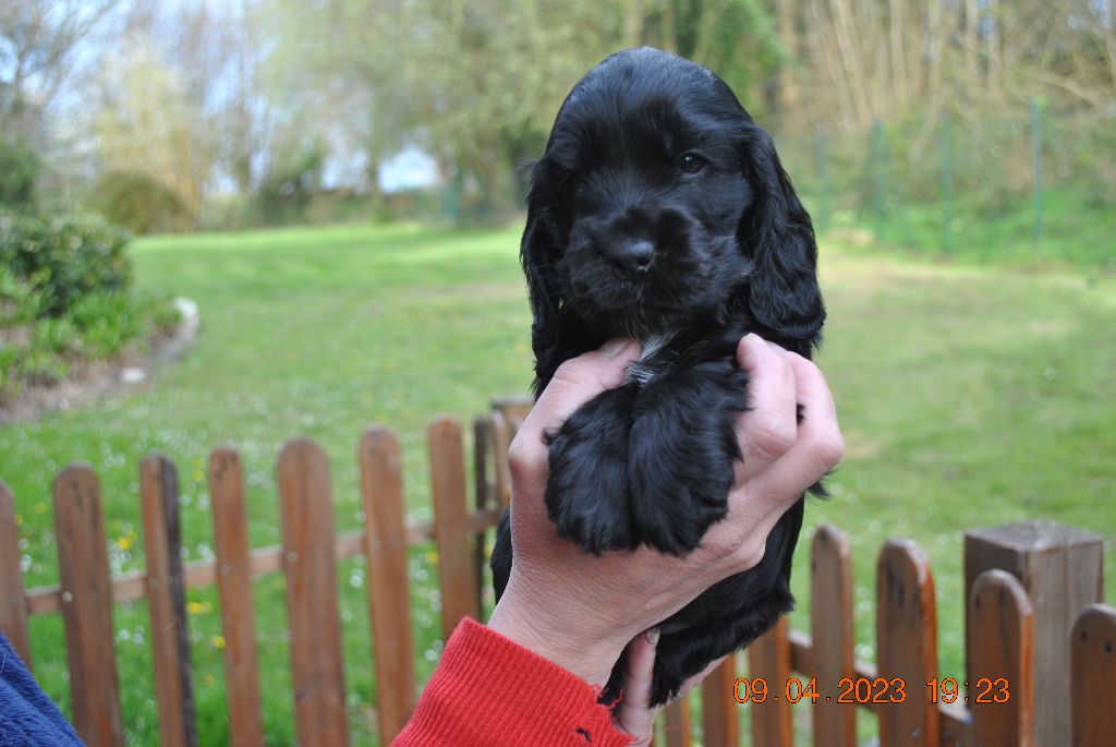 De La Roche De La Timonade - Cocker Spaniel Anglais - Portée née le 03/03/2023