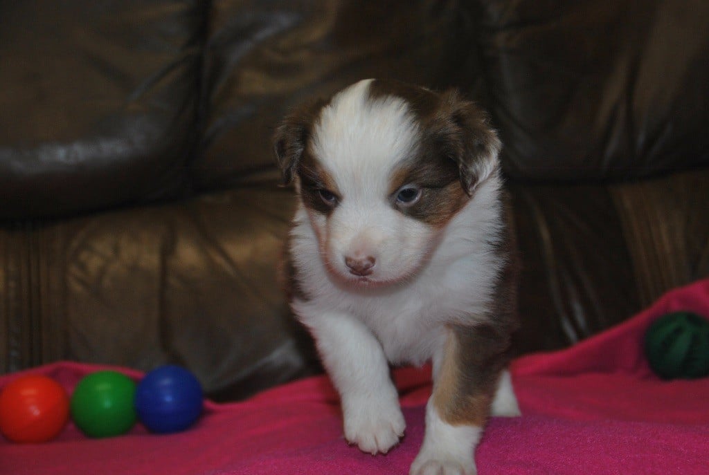 Domaine Du Tersoit - Chiots disponibles - Berger Australien