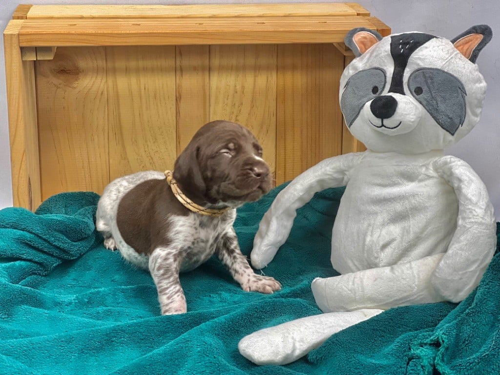 Des Monts D'Arcadie - Chiots disponibles - Braque allemand à poil court