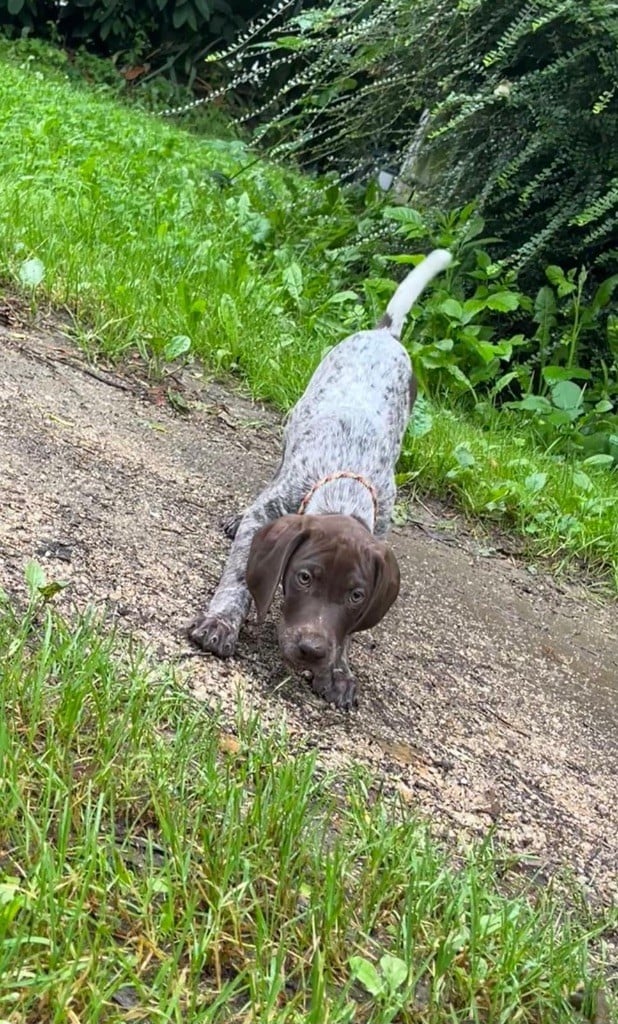 Des Monts D'Arcadie - Chiots disponibles - Braque allemand à poil court