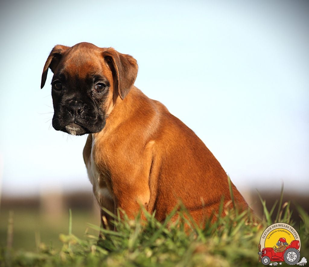 Des Belles Truffes - Chiots disponibles - Boxer