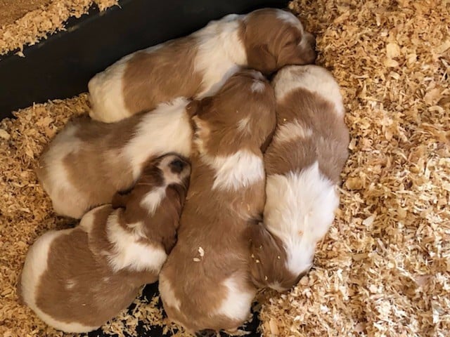 De La Source Aux Perdrix - Chiots disponibles - Epagneul Breton