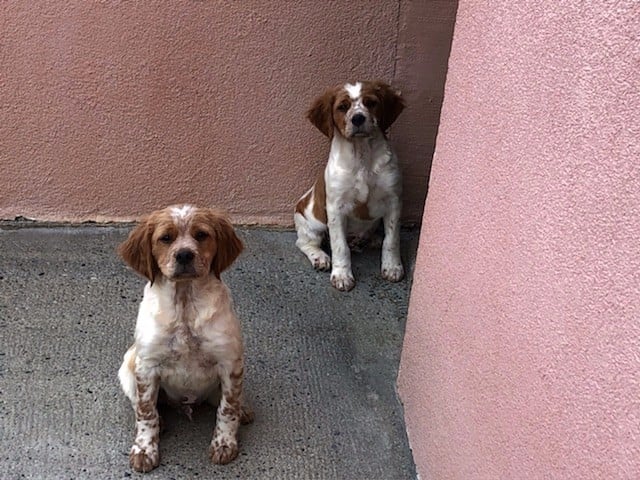 De La Source Aux Perdrix - Chiots disponibles - Epagneul Breton