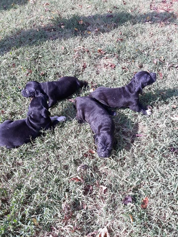 Chiot Pointer De La Source Aux Perdrix