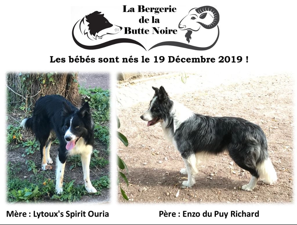 Du Domaine De La Butte Noire - Border Collie - Portée née le 19/12/2019