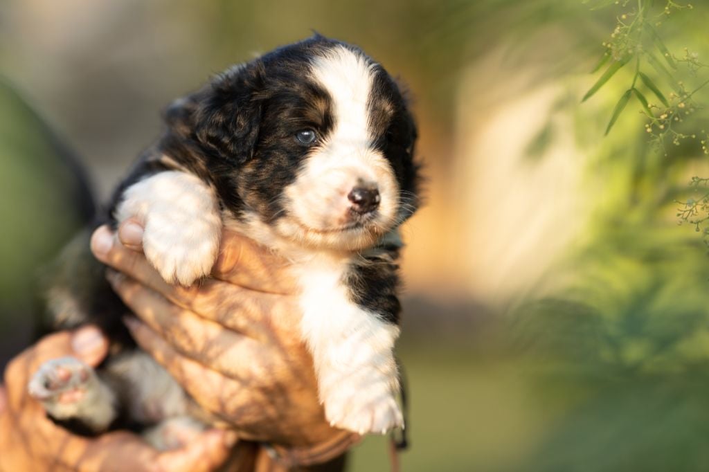 An Arrow In My Heart - Chiots disponibles - Berger Australien