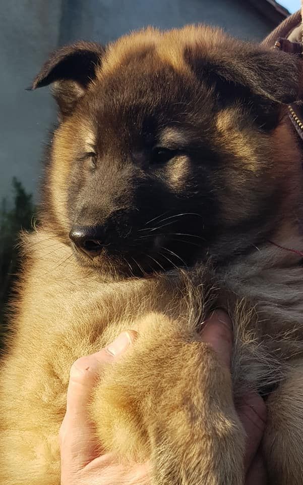 NAISSANCE DE 6 CHIOTS TERVUERENS