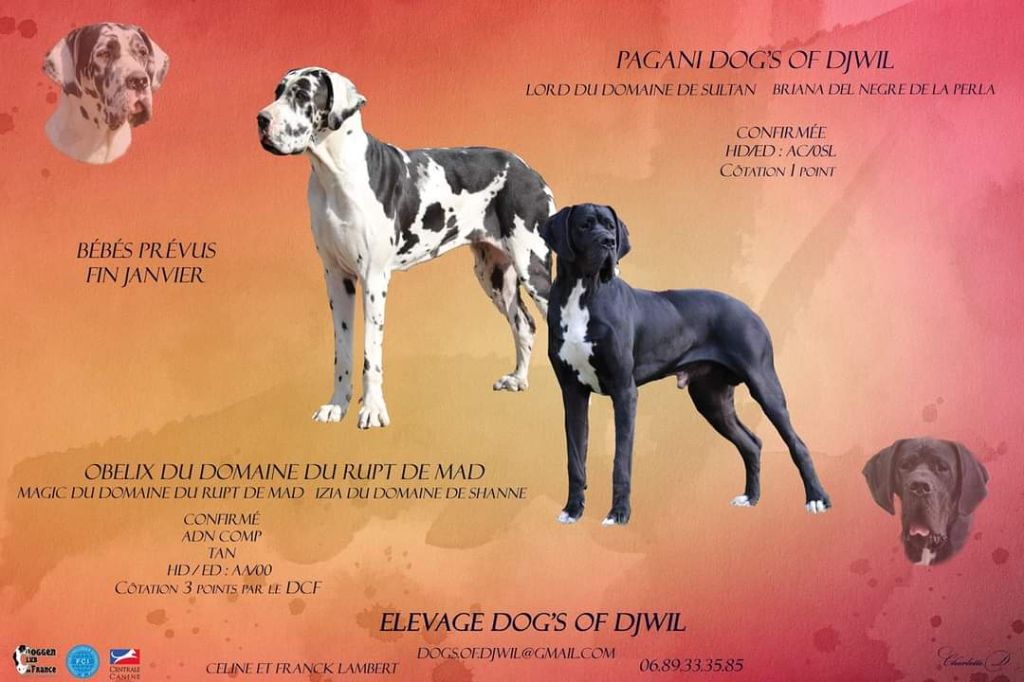 Chiot Dogue allemand Dogs Of Djwil