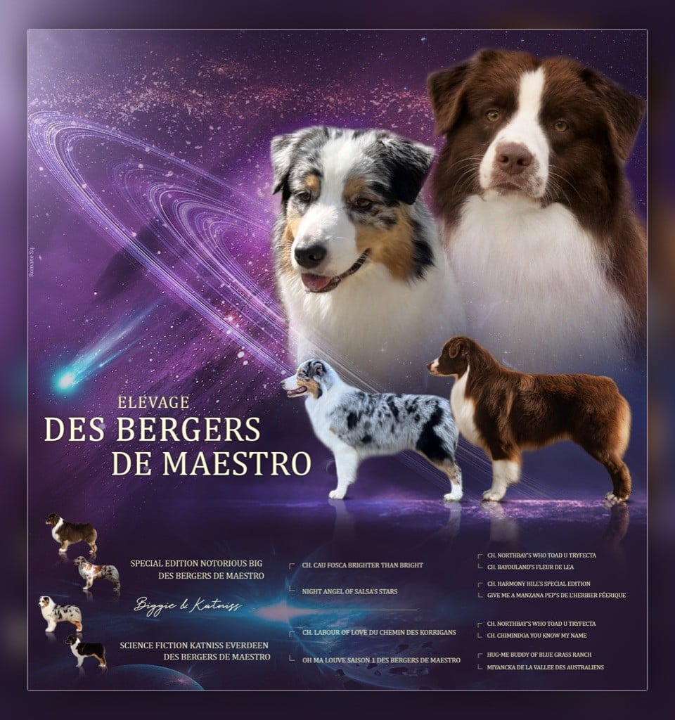 Des Bergers De Maestro - Berger Australien - Portée née le 07/09/2023