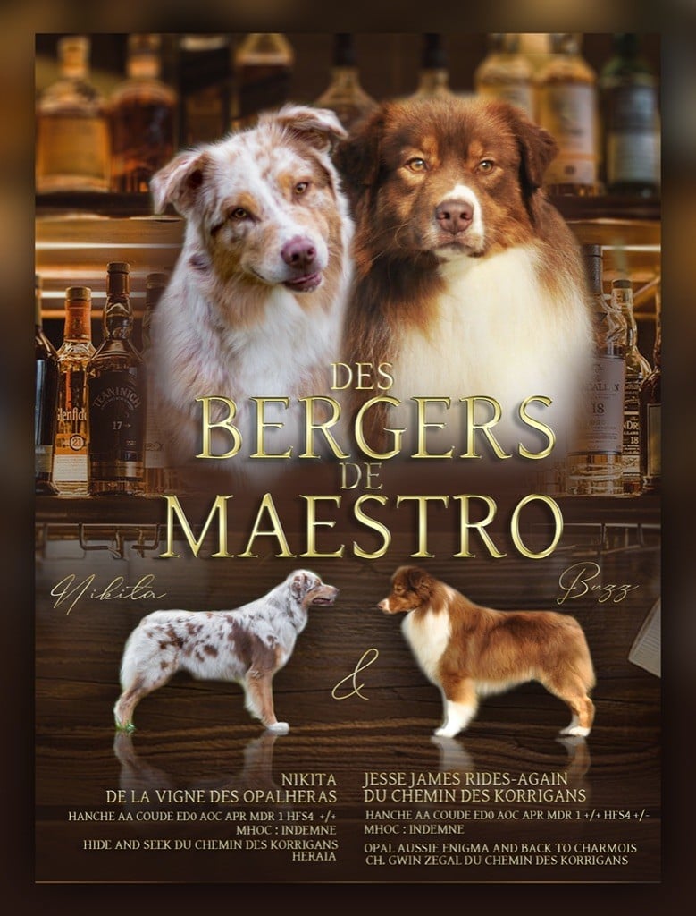 Des Bergers De Maestro - Berger Australien - Portée née le 17/09/2021