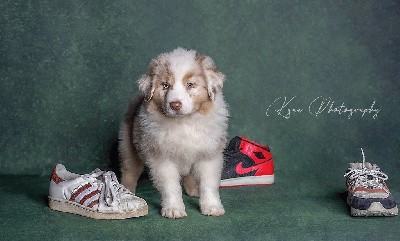 Sneakers Clyde