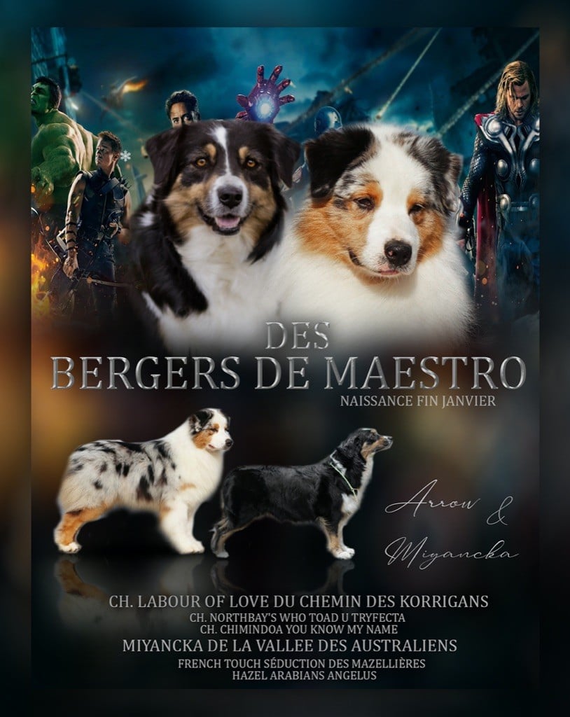 Des Bergers De Maestro - Berger Australien - Portée née le 26/01/2021