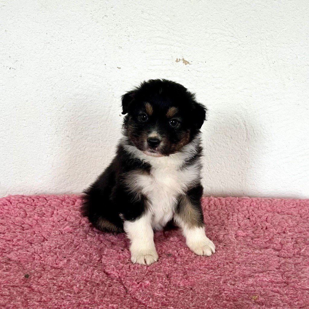 Des Bergers De Maestro - Chiots disponibles - Berger Australien