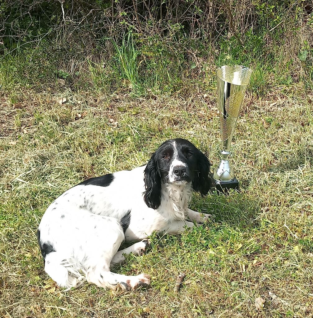 Du Domaine Du Springer - champion de france de travail et Vainqueur trophée de printemps 