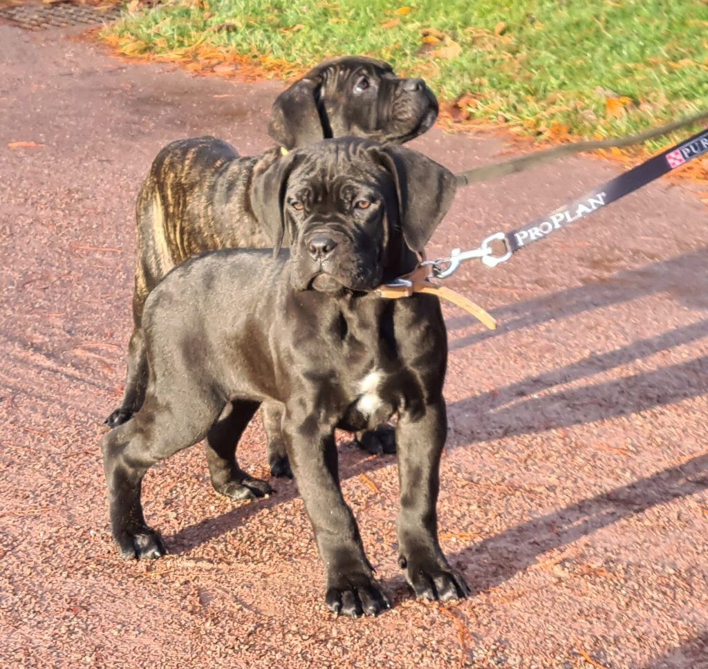 Chiot Cane Corso Domaine De Tilau