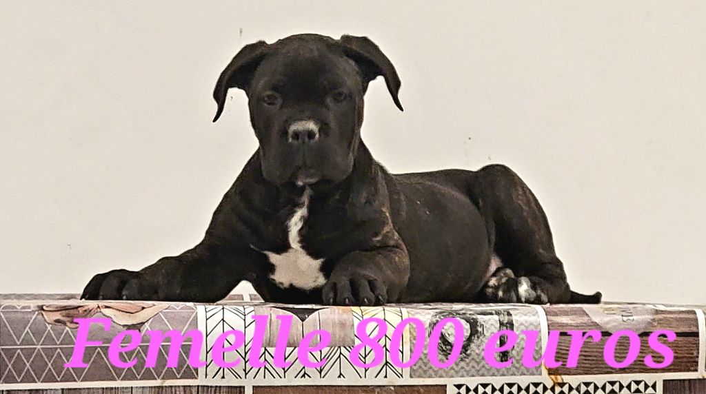 Domaine De Tilau - Cane Corso - Portée née le 06/10/2022