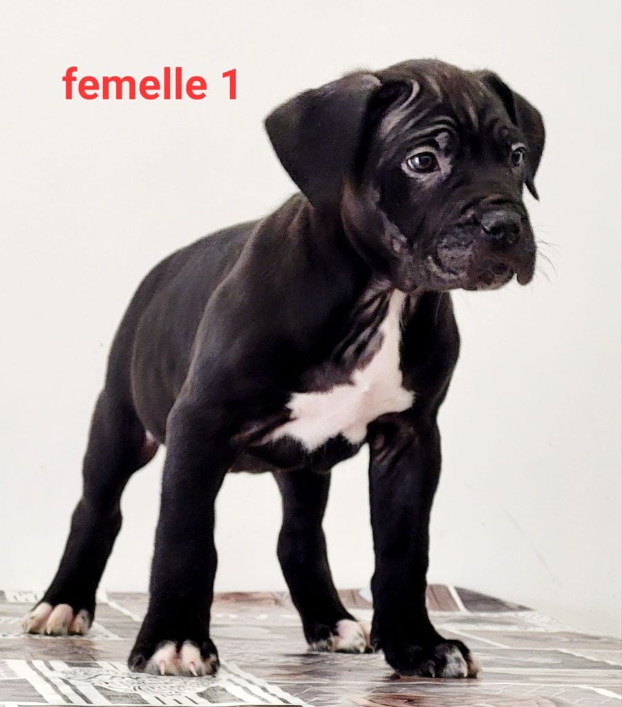 Domaine De Tilau - Cane Corso - Portée née le 01/11/2023