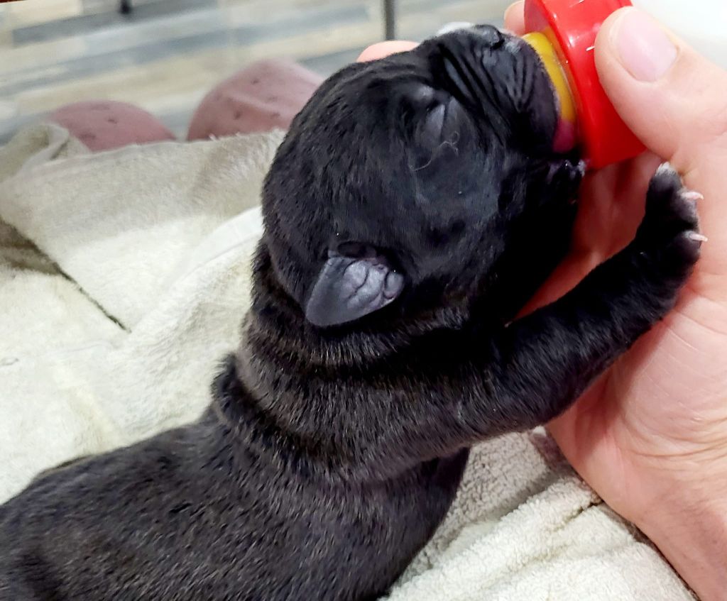 Domaine De Tilau - Cane Corso - Portée née le 31/08/2022