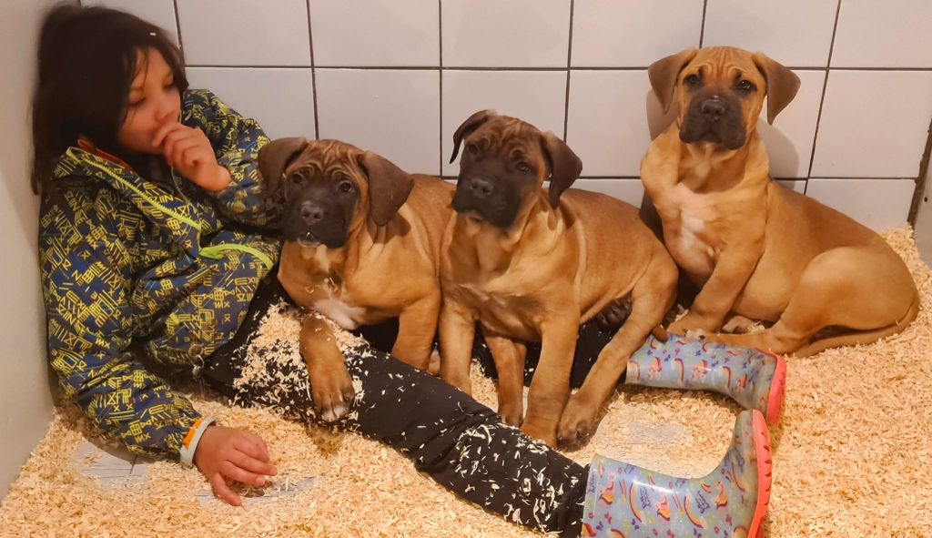 Chiot Cane Corso Domaine De Tilau