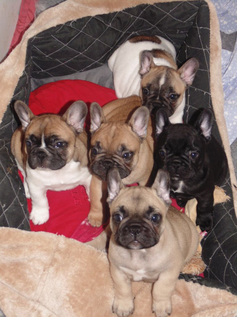 Chiot Bouledogue français De La Grée Aux Chouans